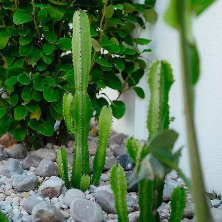 別荘 Cactus *